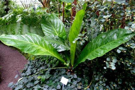 Anthurium crassinervium - Botanischer Garten - Heidelberg, Germany - DSC01022