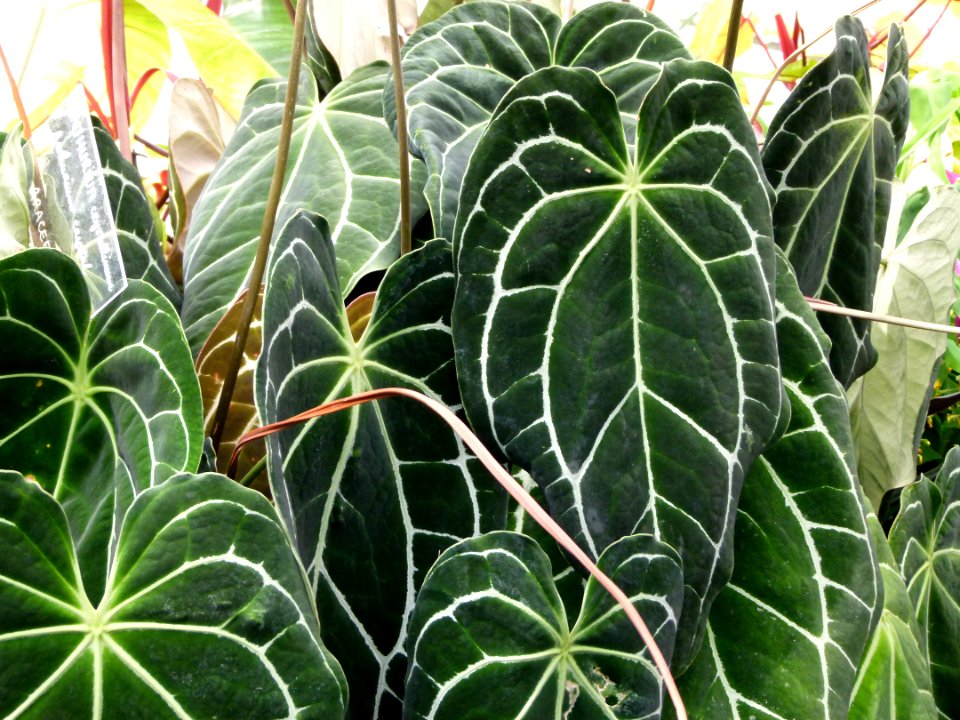 Anthurium crystallinum serres du Jardin du Luxembourg