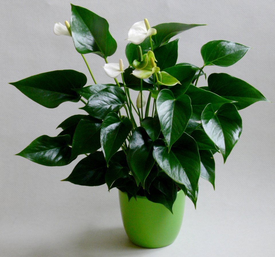 Anthuriom andraeanum hybr IP0905001