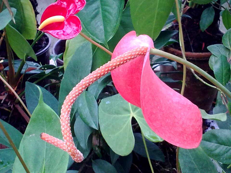 Anthurium scherzerianum 5722