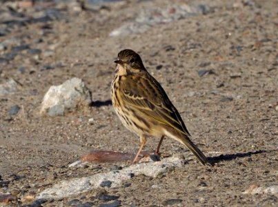 Anthus pratensis Oulu Finland 2020-09-19 (2)