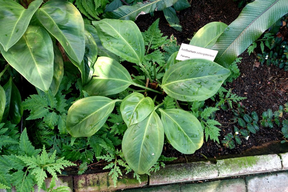 Anthurium cerropirrense - Bergianska trädgården - Stockholm, Sweden - DSC00454