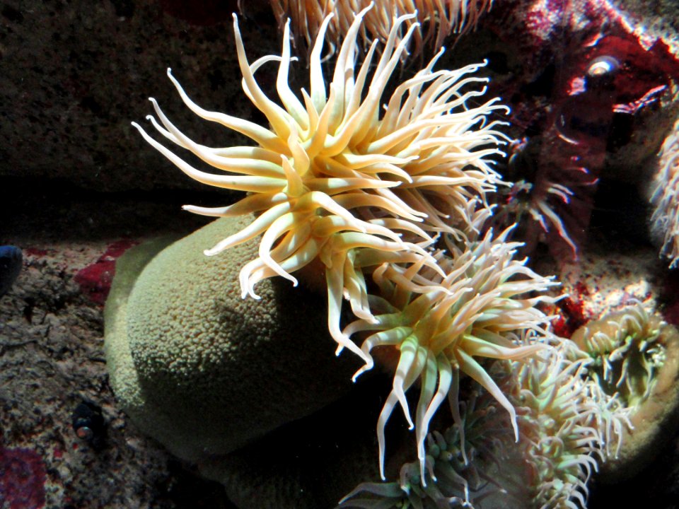 Anthopleura xanthogrammica - MBA - DSC07010