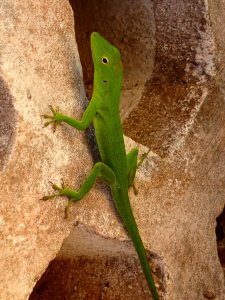 Anolis garmani 02