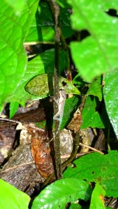 Anolis apletophallus 58397104