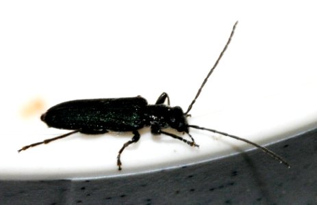 Anogcodes-fulvicollis-02-fws