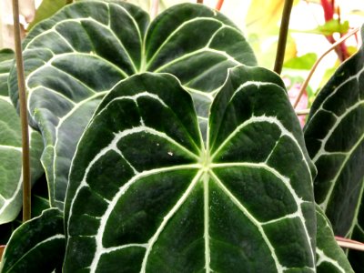 Anthurium crystallinum serres du Jardin du Luxembourg 2