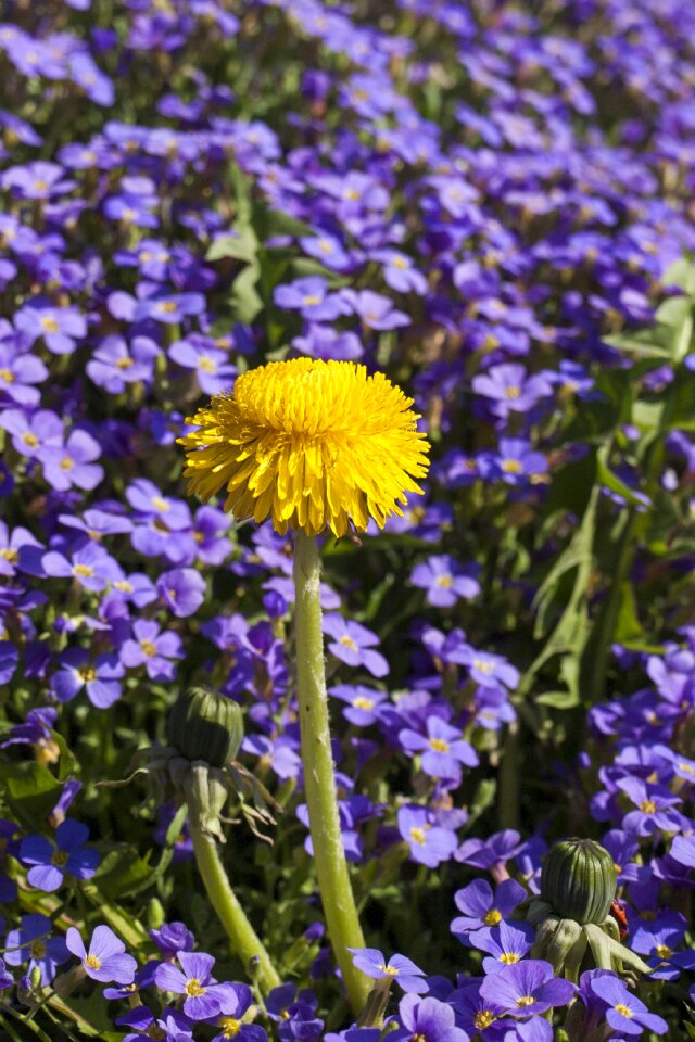 Flowers flower meadow meadow photo