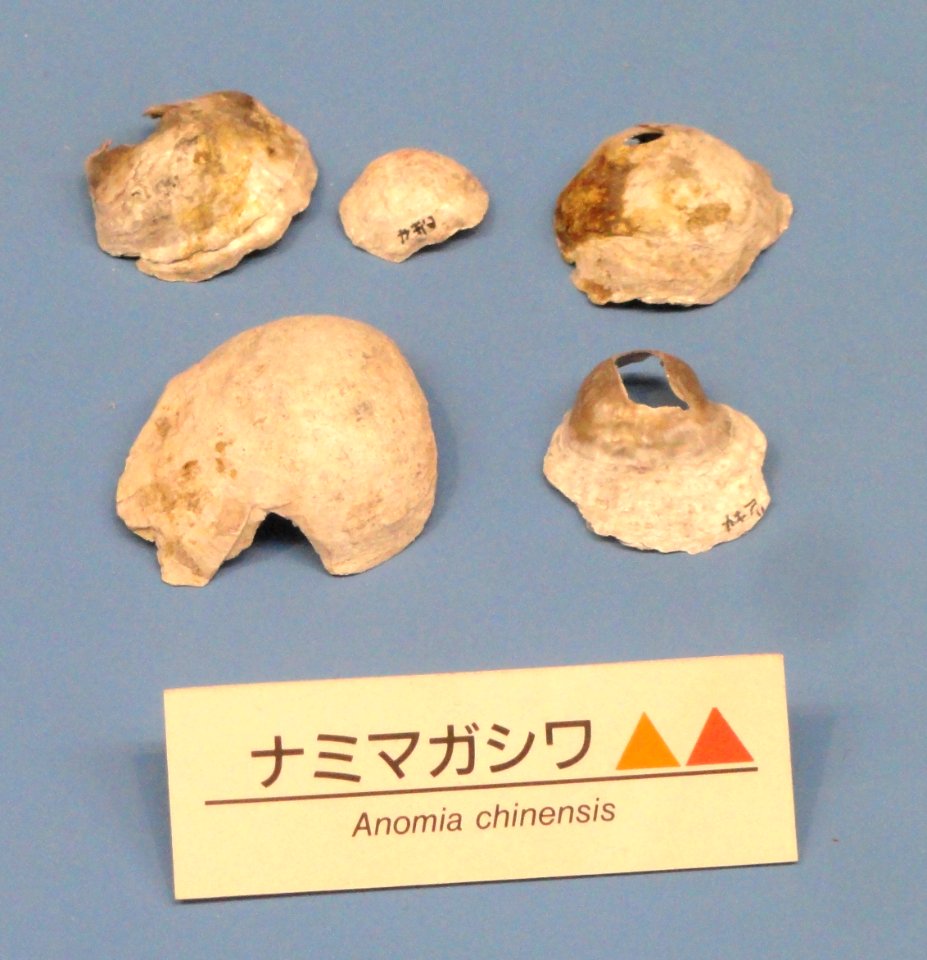 Anomia chinensis - Osaka Museum of Natural History - DSC07750