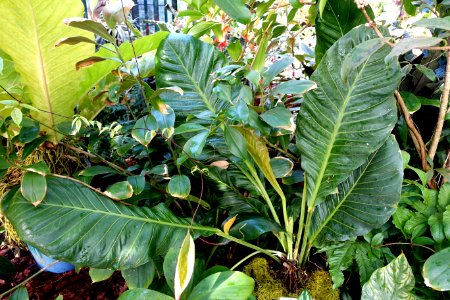Anthurium upalaense - Marie Selby Botanical Gardens - Sarasota, Florida - DSC00867