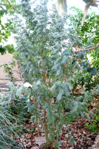Anthyllis barba-jovis - Bergianska trädgården - Stockholm, Sweden - DSC00366