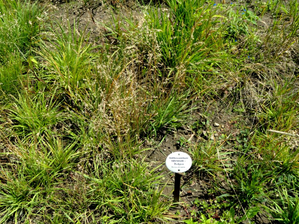 Anthoxanthum odoratum - Botanical Garden, University of Frankfurt - DSC02732