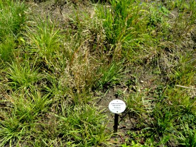 Anthoxanthum odoratum - Botanical Garden, University of Frankfurt - DSC02732