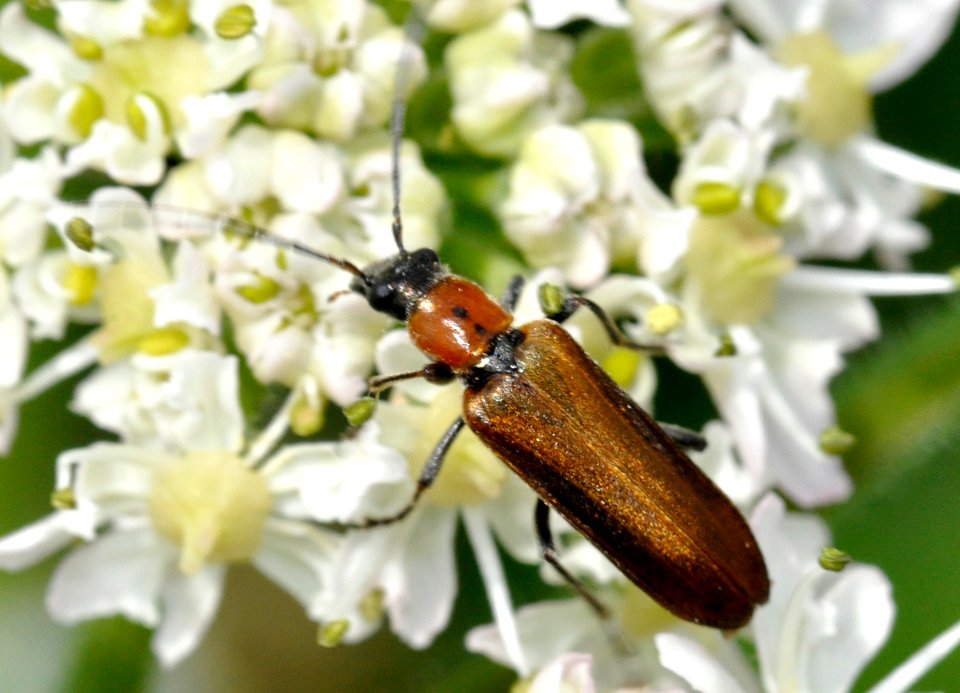 Anogcodes-rufiventris-01-fws