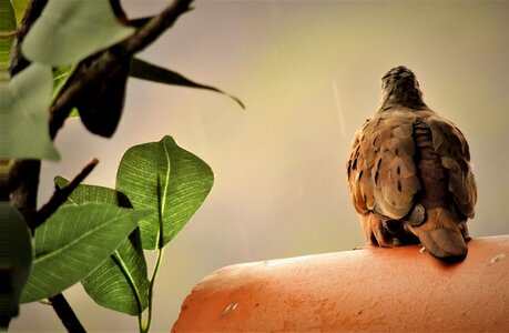 Birdie bird roof photo
