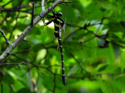 Anotogaster sieboldii(Male,Japan,17.08.23,b)