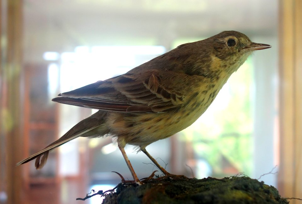 Anthus rubescens - Southern Vermont Natural History Museum - DSC08503