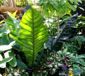 Anthurium superbum - Bloedel Floral Conservatory, Queen Elizabeth Park - Vancouver, Canada - DSC07551