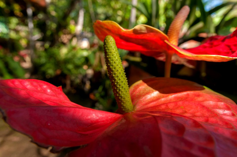 Anthurium crassinervium