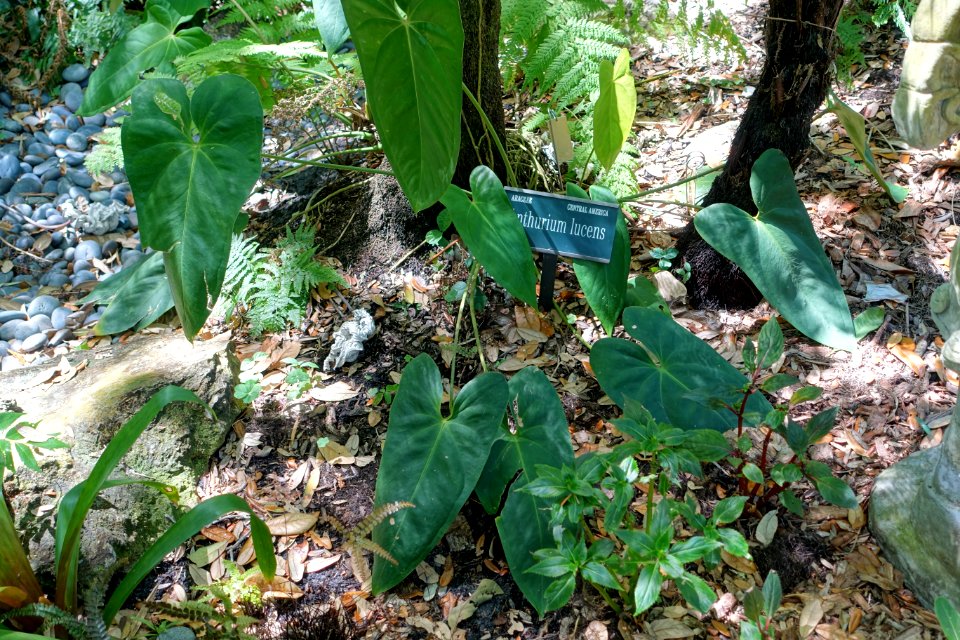 Anthurium lucens - Marie Selby Botanical Gardens - Sarasota, Florida - DSC01804