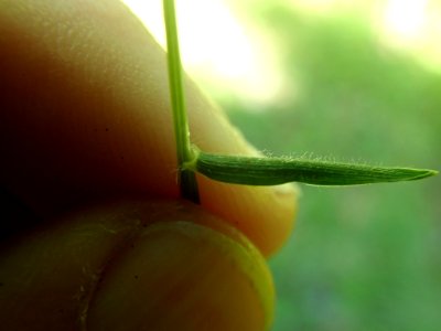 Anthoxanthum odoratum 133625502