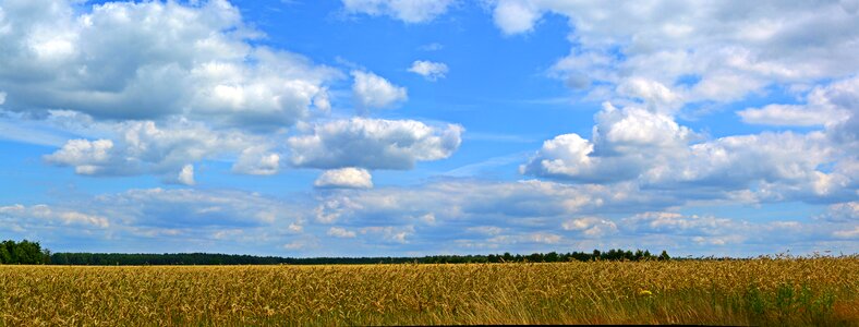 Cereals landscape field photo