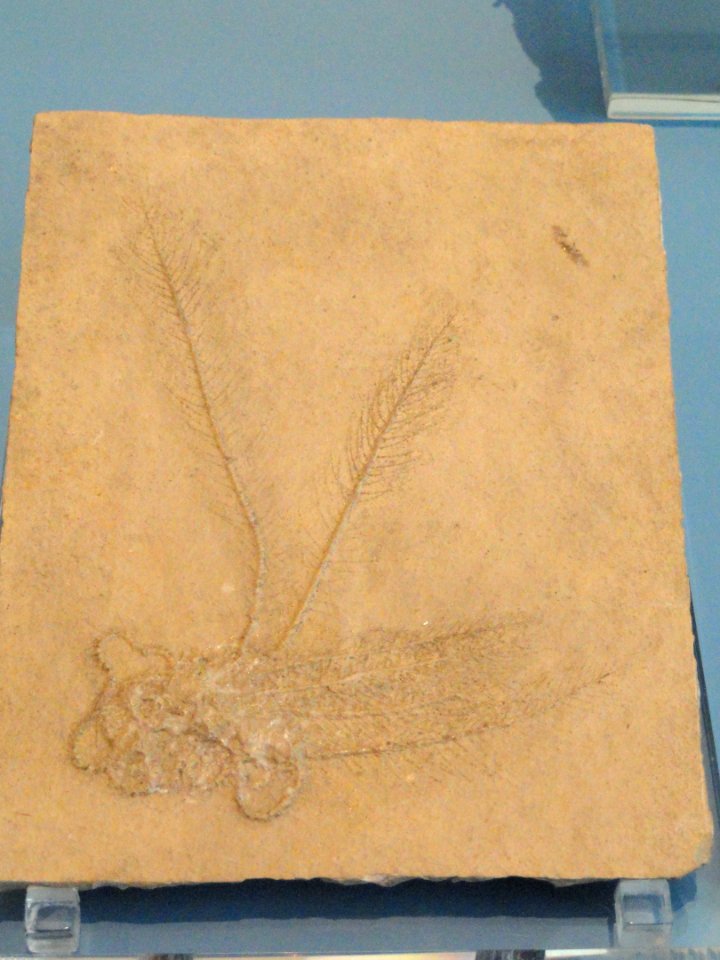 Antedon pinnata - Royal Ontario Museum - DSC09994
