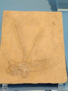 Antedon pinnata - Royal Ontario Museum - DSC09994