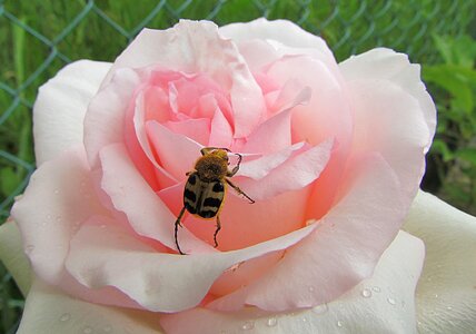 Rose pink beetle