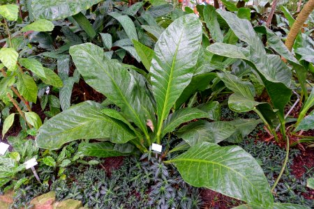 Anthurium schlechtendalii - Botanischer Garten - Heidelberg, Germany - DSC01069