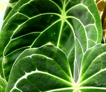Anthurium crystallinum serres du Jardin du Luxembourg 3