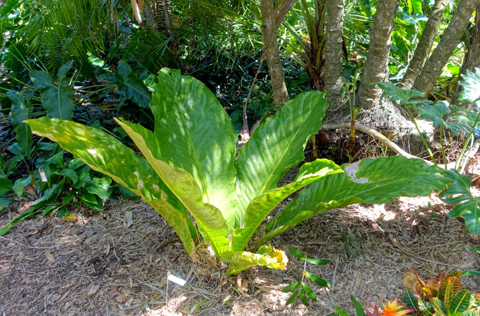 Anthurium asplundii - Marie Selby Botanical Gardens - Sarasota, Florida - DSC01444