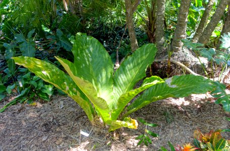 Anthurium asplundii - Marie Selby Botanical Gardens - Sarasota, Florida - DSC01444