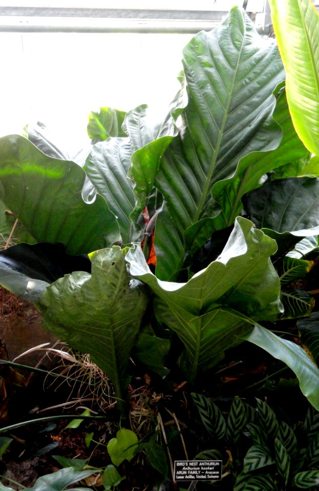 Anthurium hookeri - United States Botanic Garden - DSC09595