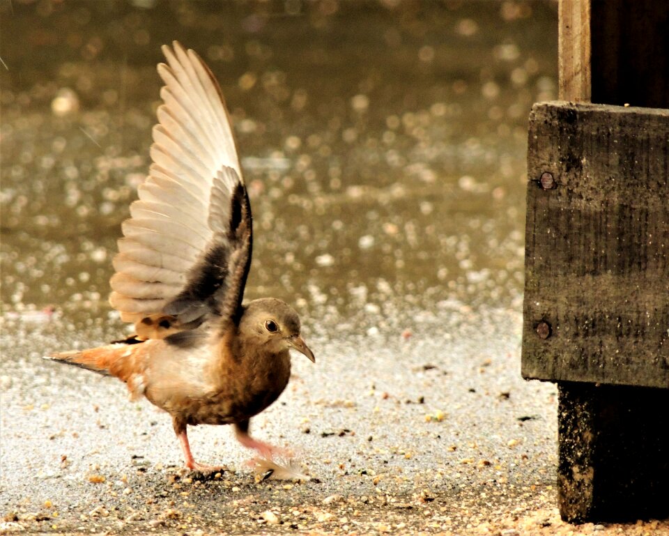 Birdie bird wing photo