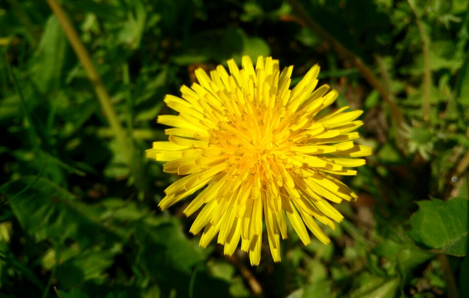 Yellow green background