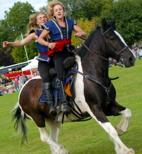 Animal horsewoman equestrian