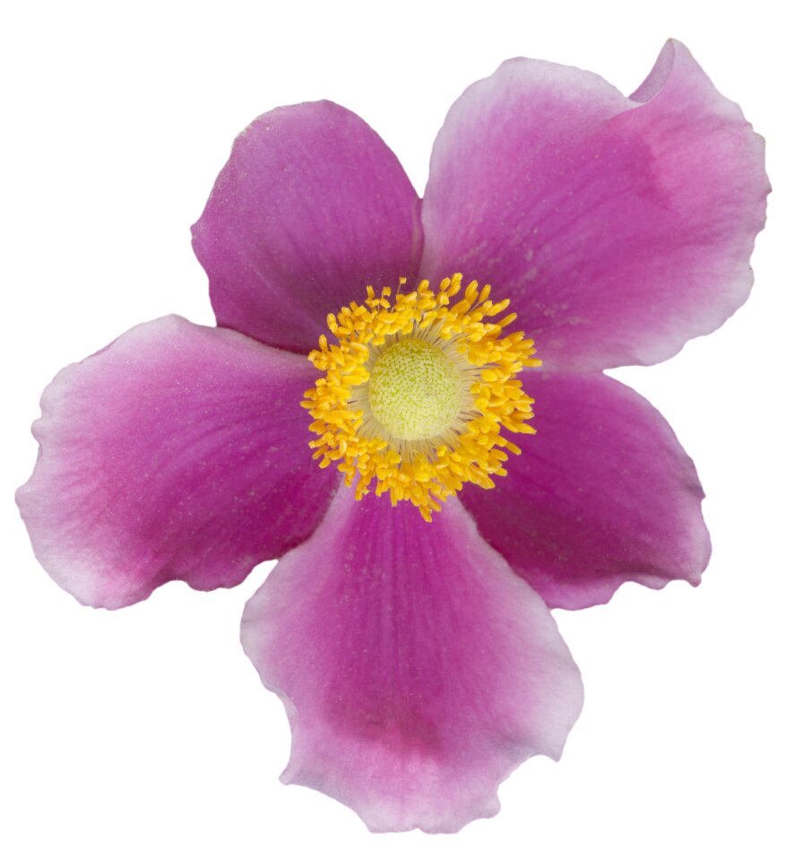 Flower pink pistil
