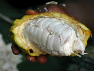 Organic cacao bean photo