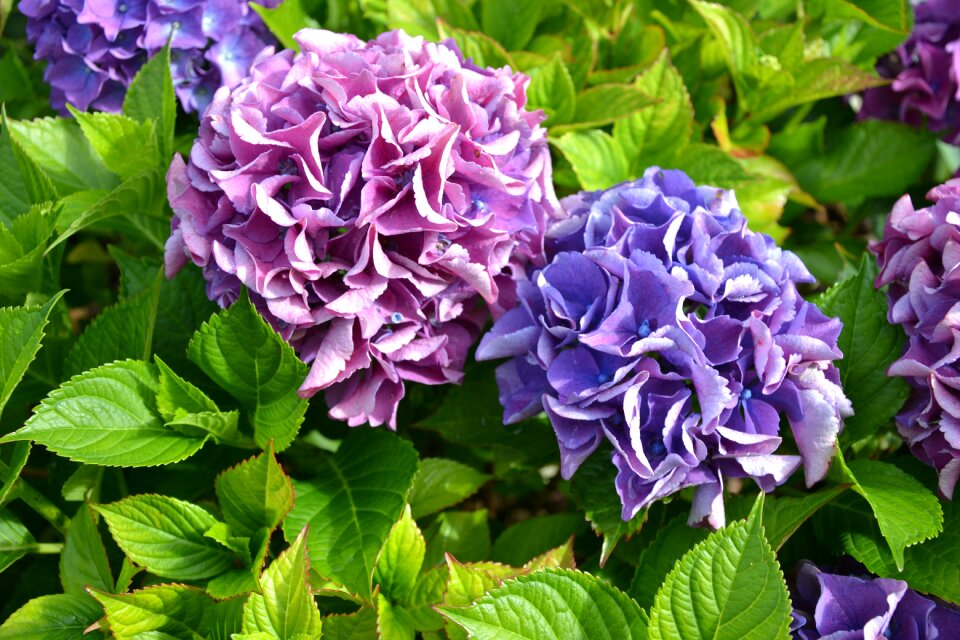 Autumn flowers garden