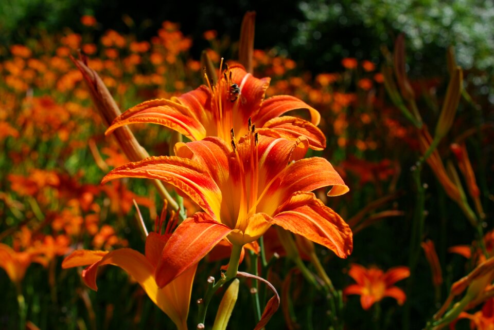 Plant flower botanical