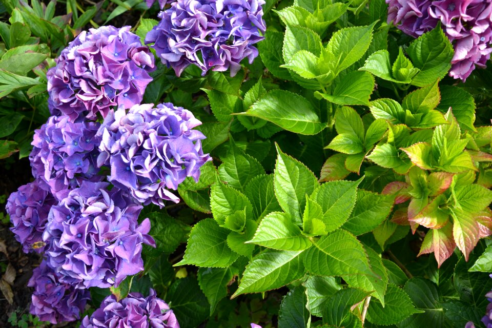 Autumn flowers garden