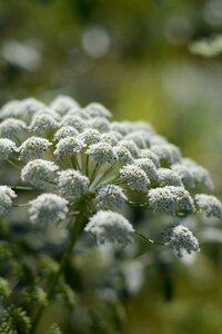 Nature close up landscape