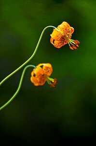Floral spring blossom