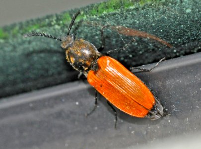 Anostirus-castaneus-01-fws