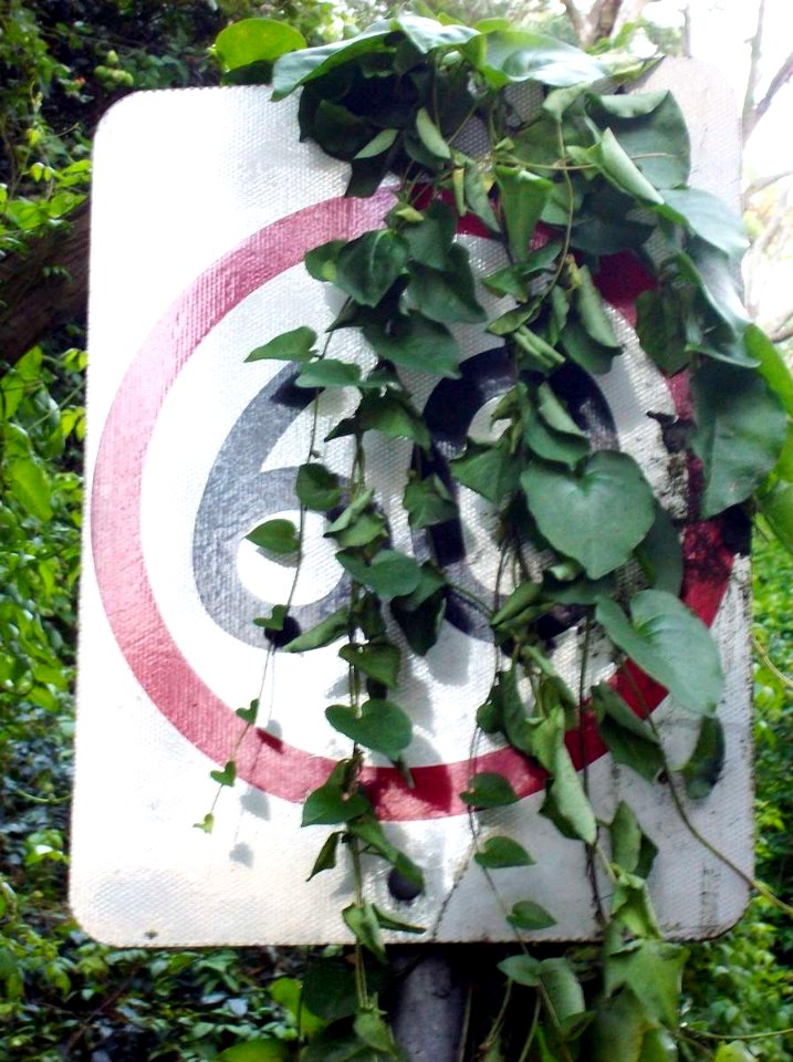 Anredera cordifolia - Lady Game Drive