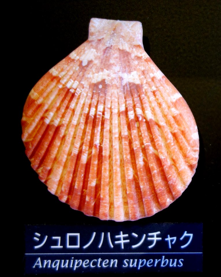 Anquipecten superbus - National Museum of Nature and Science, Tokyo - DSC06774