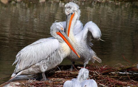 Bill animal portrait sea birds