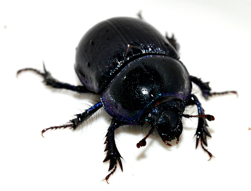Anoplotrupes-stercorosus-10-fws