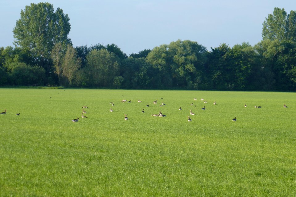 Anreppen - Naturschutzgebiet Lippeniederung II – Anreppen - 1